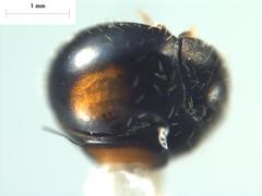 Serangium maculigerum