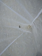 Oressinoma sorata