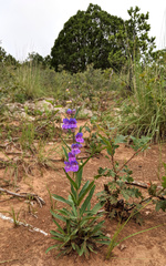 Penstemon neomexicanus