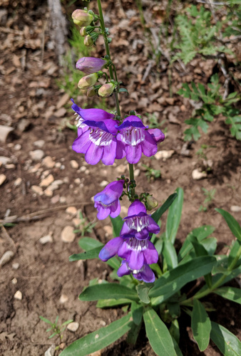 New Mexico beardtongue (Penstemon neomexicanus)