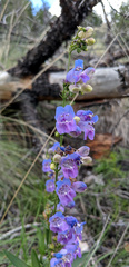 Penstemon neomexicanus
