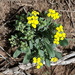 White Mountain Bladderpod - Photo (c) Michelle Cloud-Hughes, some rights reserved (CC BY-NC), uploaded by Michelle Cloud-Hughes