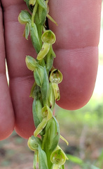 Platanthera brevifolia