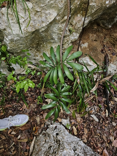 Image of Zamia erosa by (c) ritirene, some rights reserved (CC BY)
