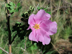 Rosa stellata