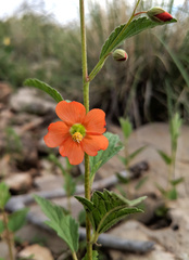 Sphaeralcea incana