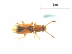 Cryptamorpha desjardinsi