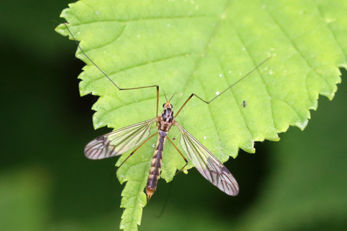 four-spotted cranefly, photo 5 of 8