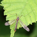 Four-spotted Cranefly - Photo (c) Roy Lowry, some rights reserved (CC BY), uploaded by Roy Lowry