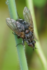 Peremptor modicus