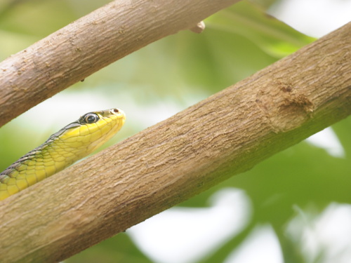 Common Tree Snake sighting