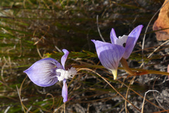 Disa venusta