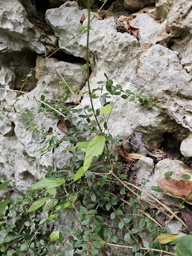 Prickly Oplonia (Oplonia spinosa)