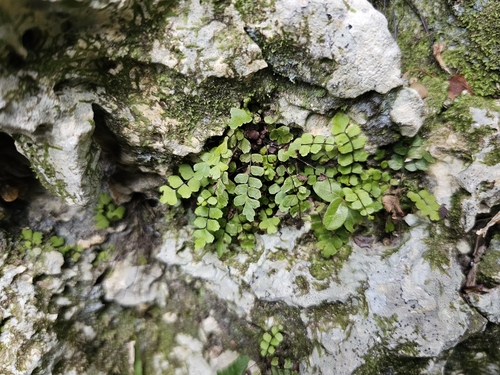 Image of Fragrant Maidenhair Fern (Adiantum melanoleucum) by (c) ritirene, some rights reserved (CC BY)
