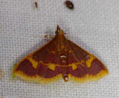 Pyrausta cruoralis