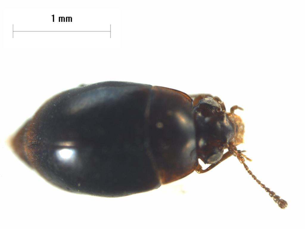 Silphotelus