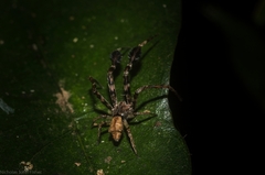 Stephanopis barbipes