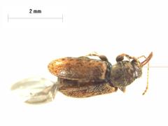 Rhinorhynchus rufulus