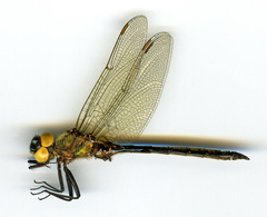 Somatochlora semicircularis