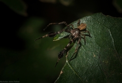 Stephanopis barbipes