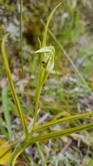 Pterostylis graminea graminea