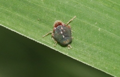Tartessini