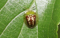 Cassida compuncta