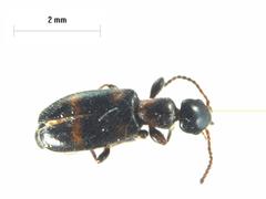 Anthicinae