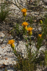 Pteronia tenuifolia