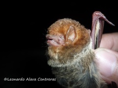 Lasiurus blossevillii