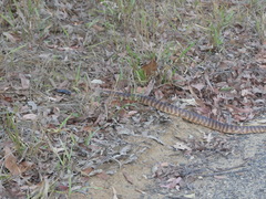 Aspidites melanocephalus