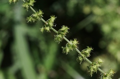 Rumex brownii