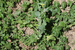 Brassica juncea