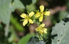 Brassica juncea