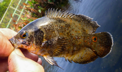 Astronotus ocellatus