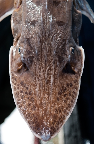 Sand Sturgeon (Scaphirhynchus platorynchus) — Acipenseridae