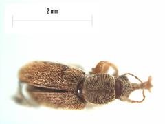 Rhinorhynchus rufulus