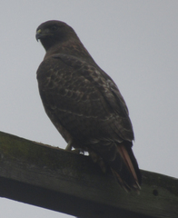 Buteo jamaicensis