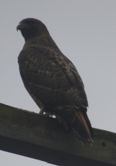 Buteo jamaicensis