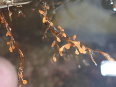 Eudendrium ramosum