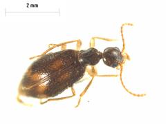 Sapintus pellucidipes