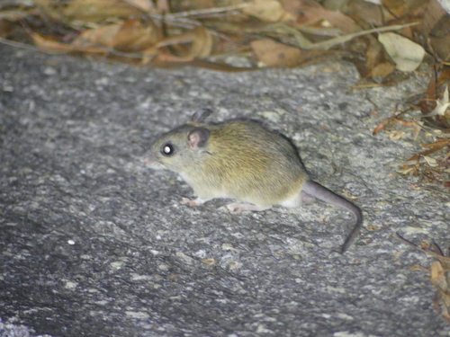 Zyzomys argurus