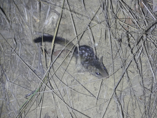 Dasyurus hallucatus
