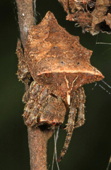 Acanthepeira stellata