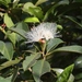 Syzygium australe - Photo (c) James Bailey, algunos derechos reservados (CC BY-NC), subido por James Bailey