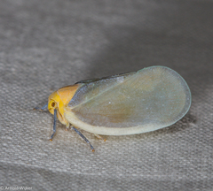 Flatoptera albicosta