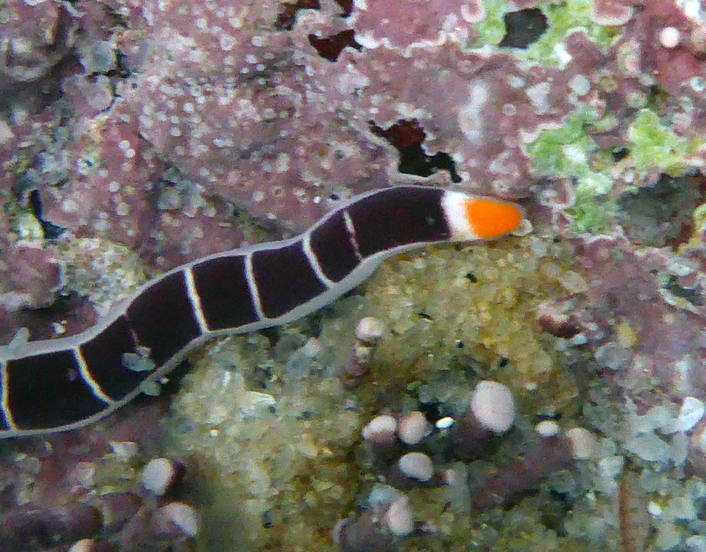 Micrura