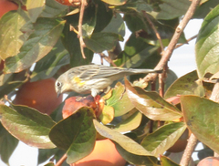 Setophaga coronata