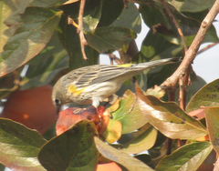 Setophaga coronata