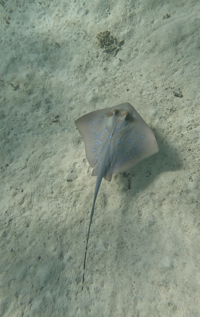 Australian Bluespotted Maskray from Indian Ocean, Cape Range National ...